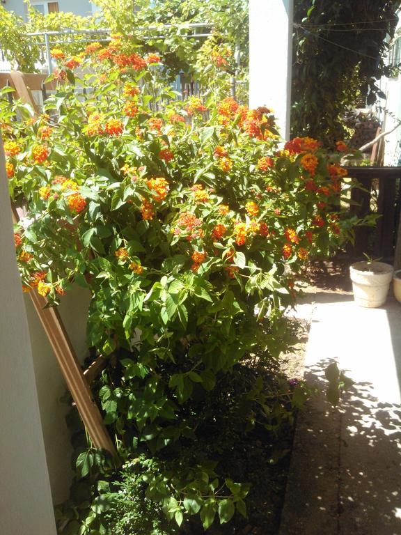 Apartmani Dado Ulcinj Exterior foto